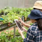 Agribisnis Organik dan Urban Farming Jadi Tren Bisnis 2025